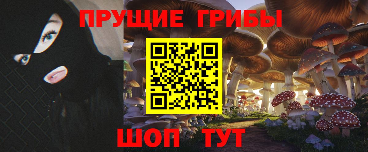 Псилоцибиновые грибы Psilocybine cubensis Карпинск
